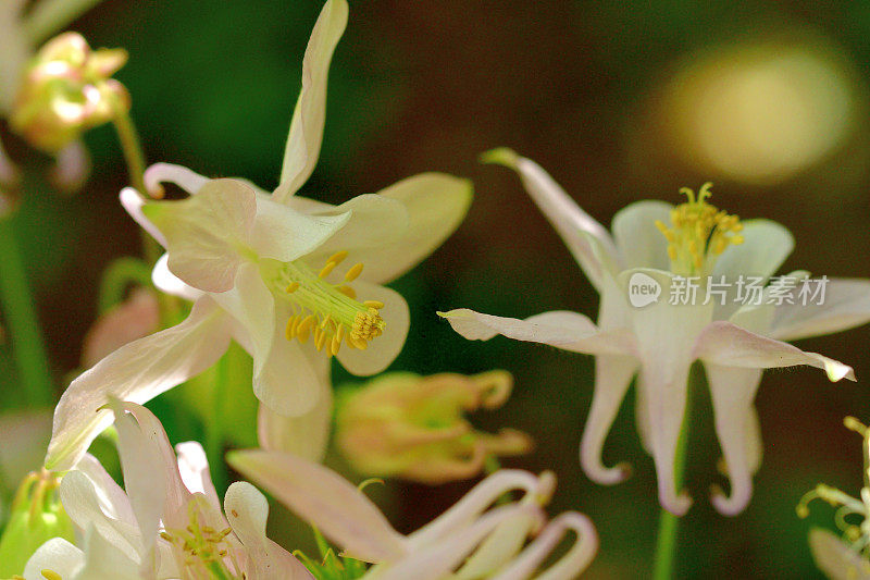 耧斗菜/耧斗菜